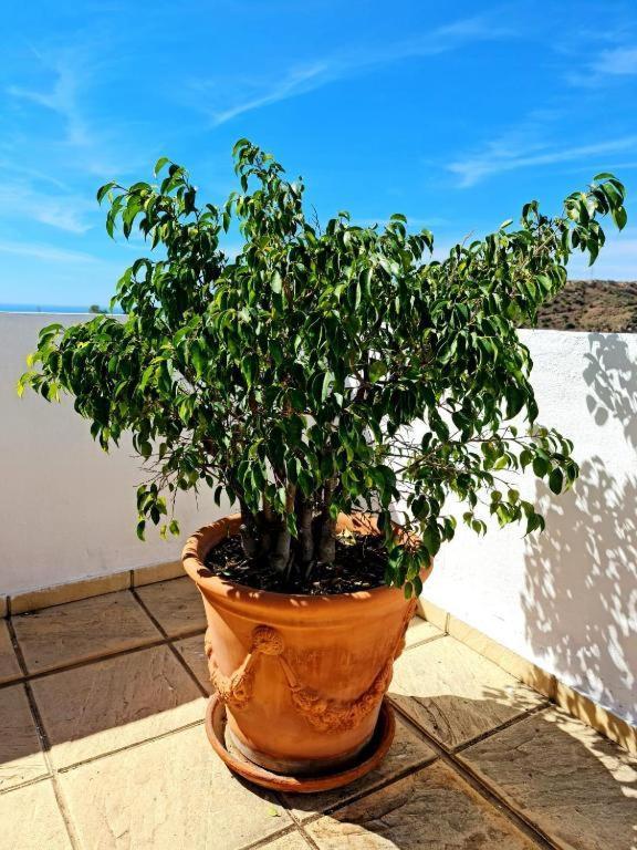 Blue Jasmine Appartement La Cala Del Moral Buitenkant foto